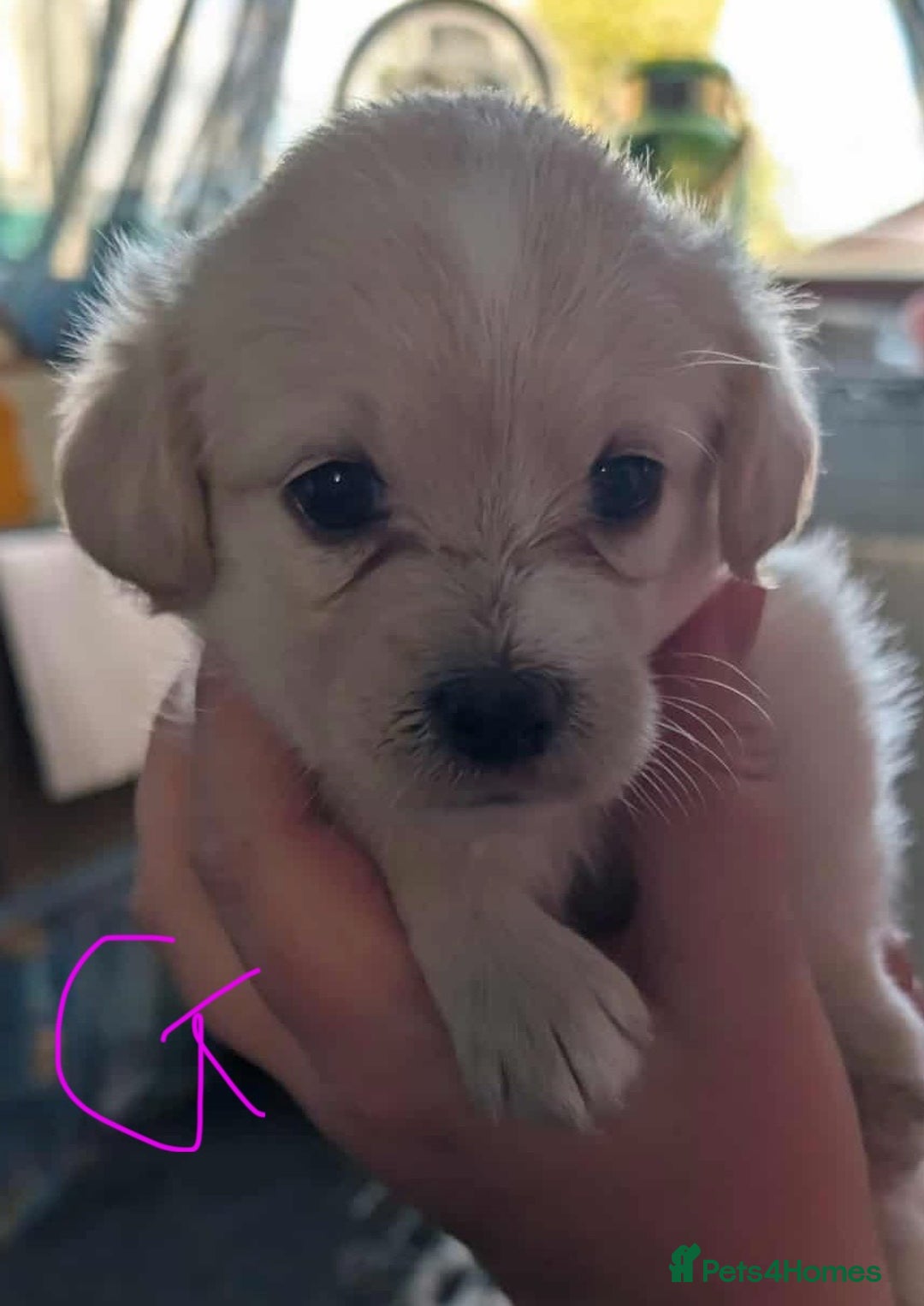 Mixed Breed dogs for sale: Shih Tzu x Labradoodle puppies - Image 13