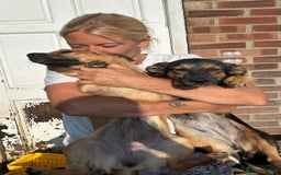 Mixed Breed dogs for adoption: Pepper - Norwich Norfolk  - Image 4