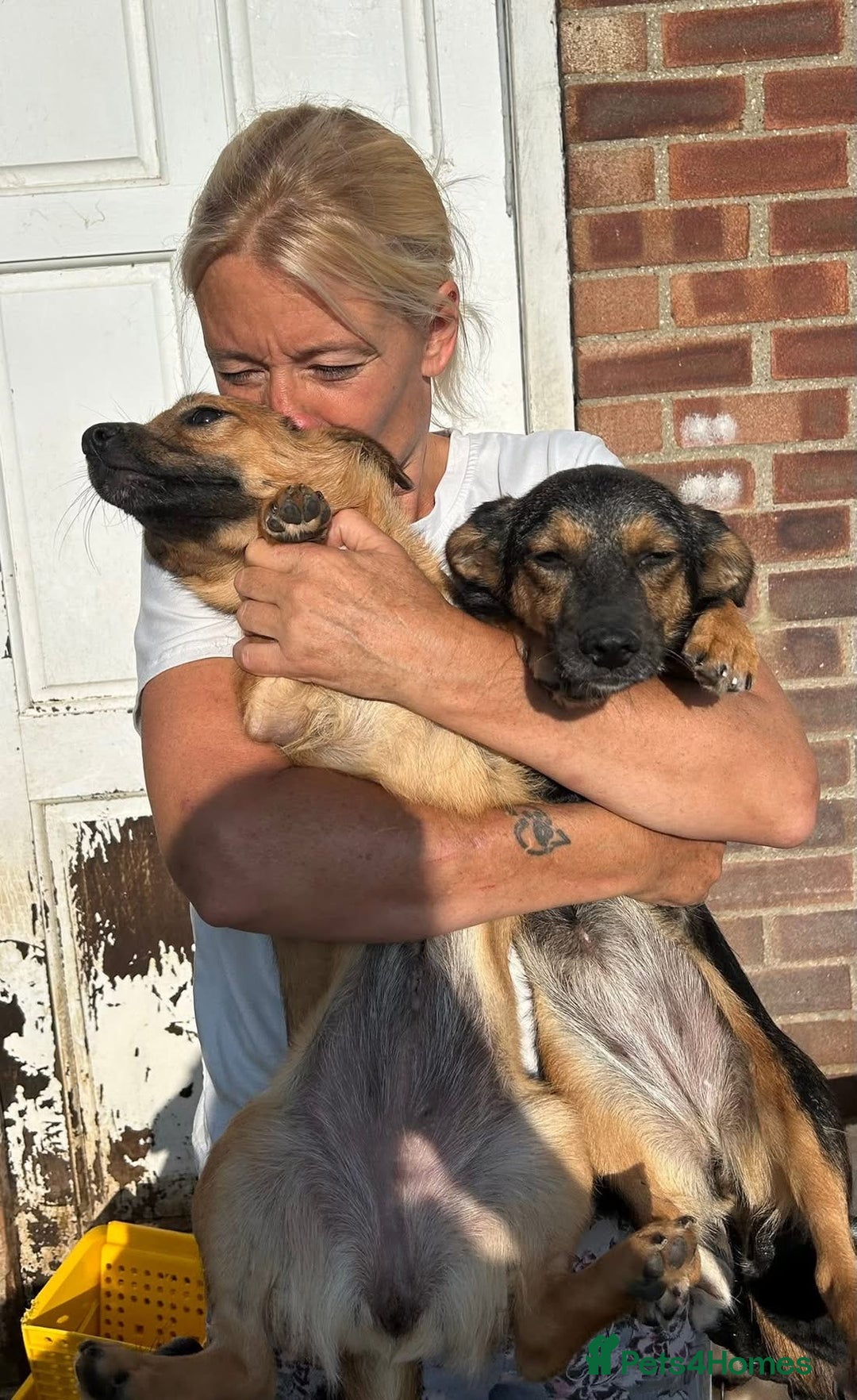 Mixed Breed dogs for adoption: Pepper - Norwich Norfolk  - Image 4