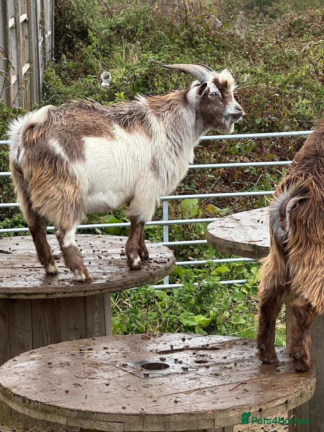 Goats livestock for sale: Male pygmy goat for sale - Image 2
