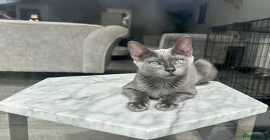 Bengal cats in Benfleet - Advert 7