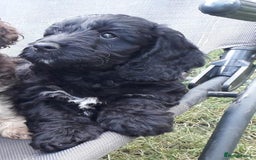 Cockapoo dogs for sale: Toy show Cockapoo pups waiting list now open ! - Image 7