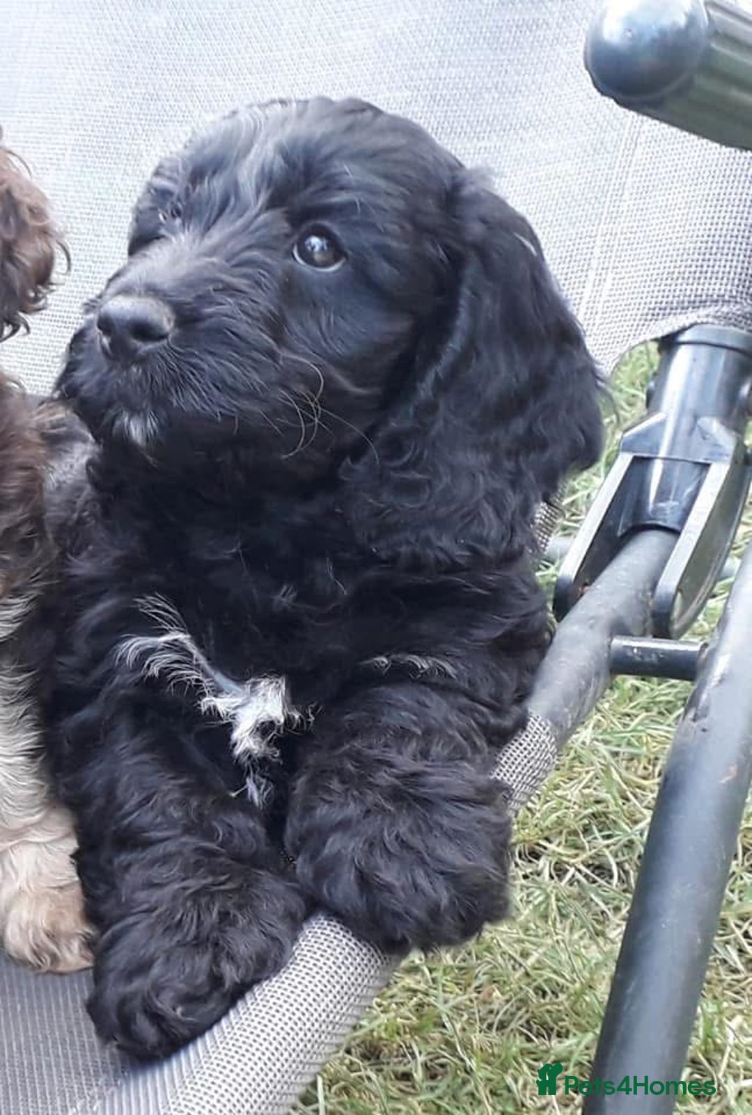 Cockapoo dogs for sale: Toy show Cockapoo pups waiting list now open ! - Image 7