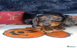 Doxiepoo dogs for sale: House trained READY NOW FOR THERE FOREVER HOMES ❤️ - Image 26