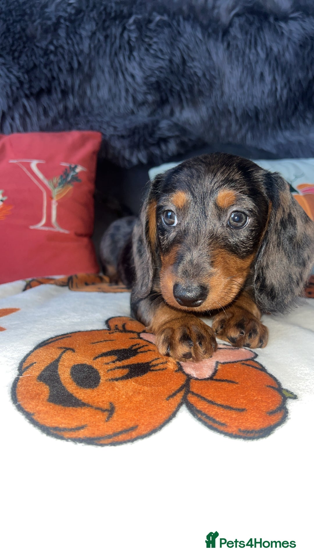 Doxiepoo dogs for sale: House trained READY NOW FOR THERE FOREVER HOMES ❤️ - Image 26