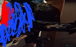 Mixed Breed dogs for sale: 1 year old - Advert 1