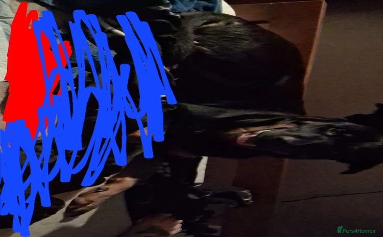 Mixed Breed dogs 1 year old - Advert 2