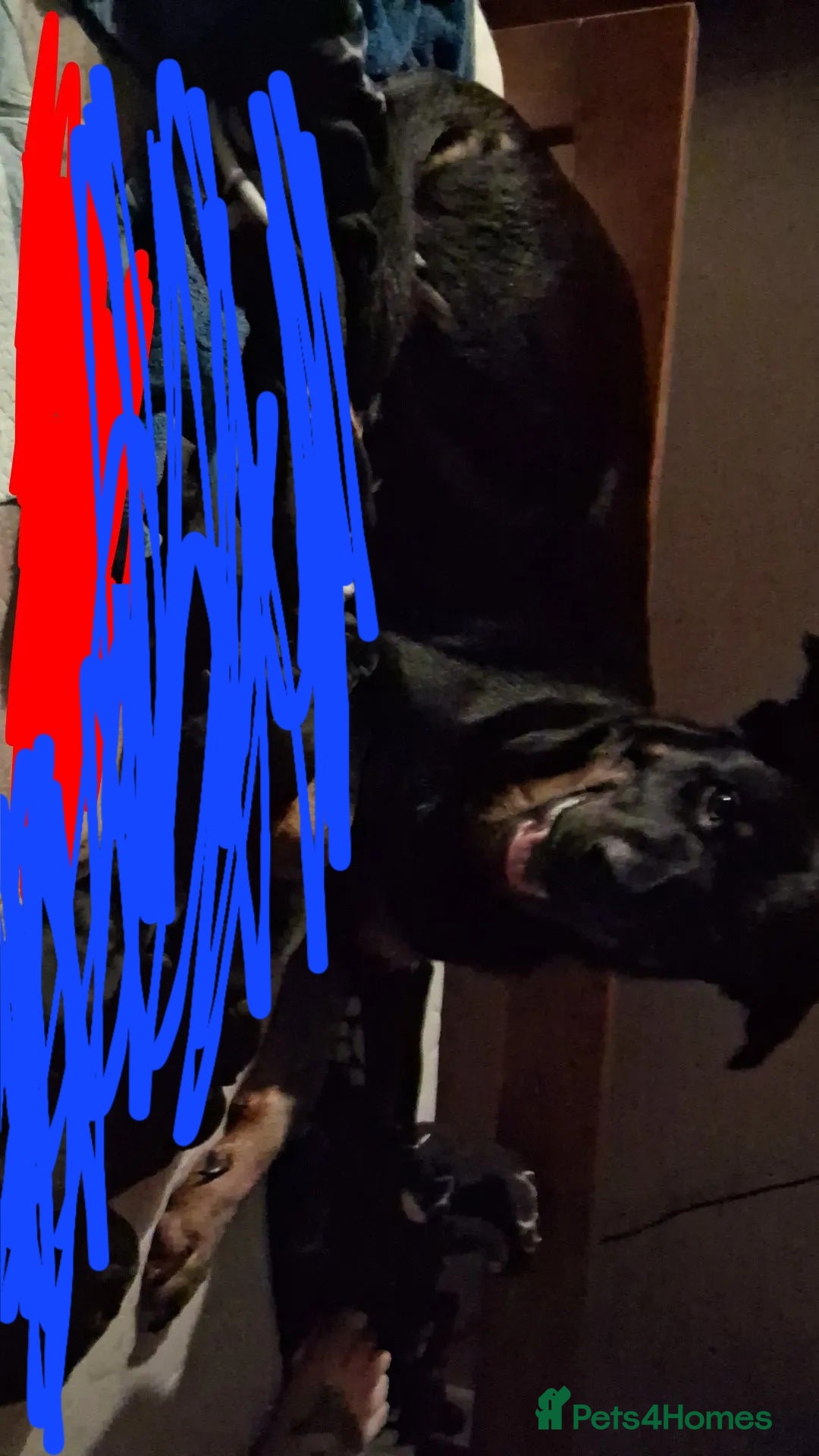 Mixed Breed dogs for sale: 1 year old - Advert 1