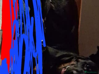 Mixed Breed dogs 1 year old - Advert 12