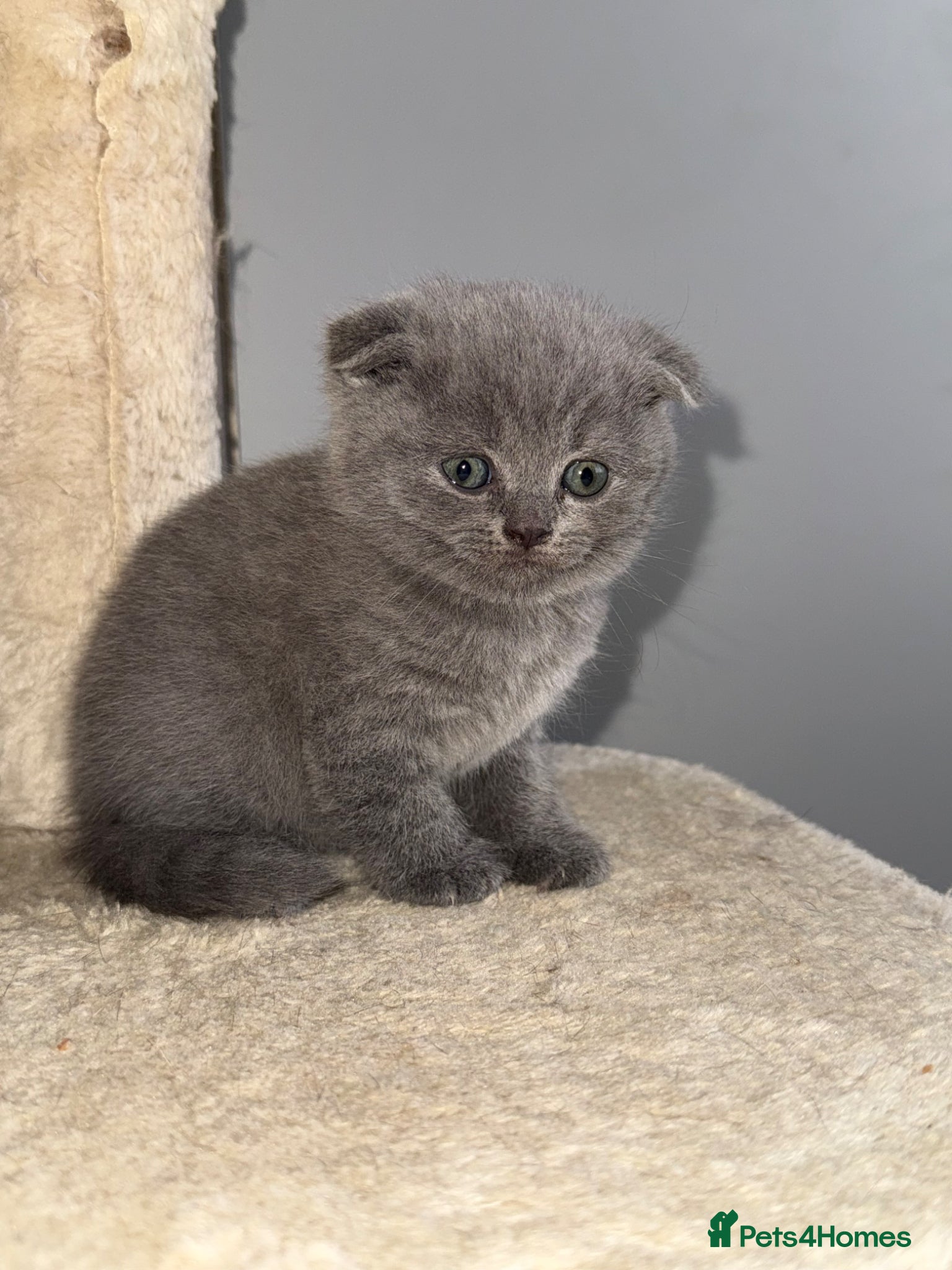 Scottish Fold cats Beautiful scottishfold/Scottish straight kittens🥰 - Advert 1