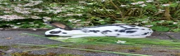 English rabbits for sale: Yurvac vaccinated English rabbits, ready now!  - Advert 5