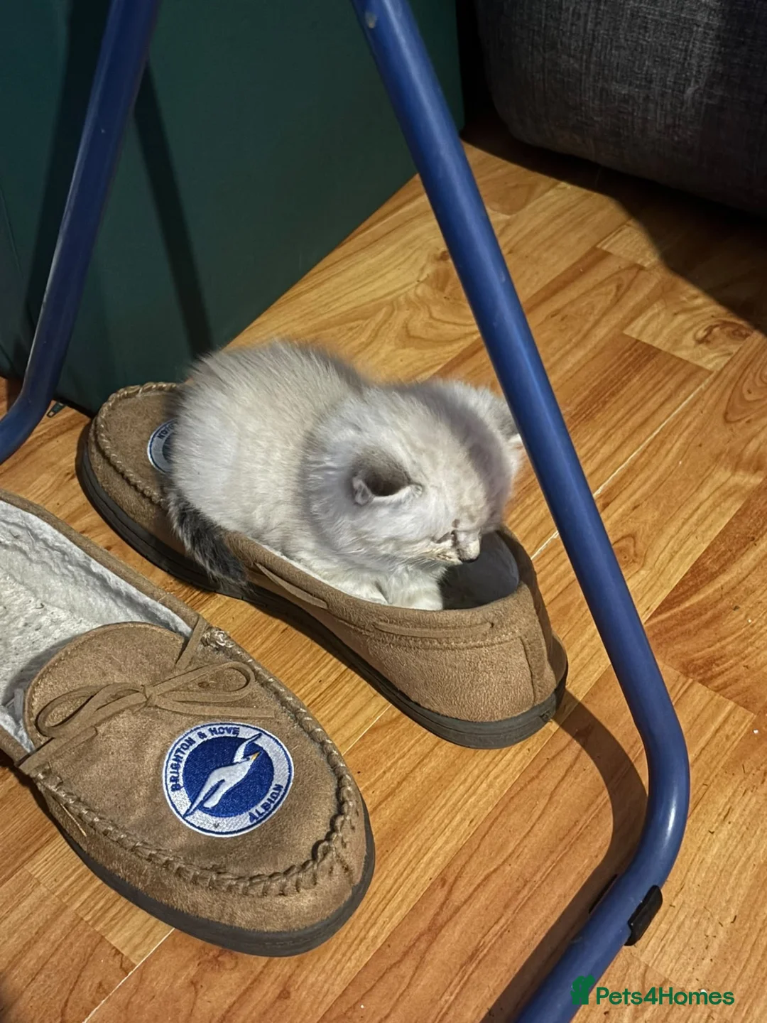 Mixed Breed cats for sale: 2 male tan tabbies  - Advert 2