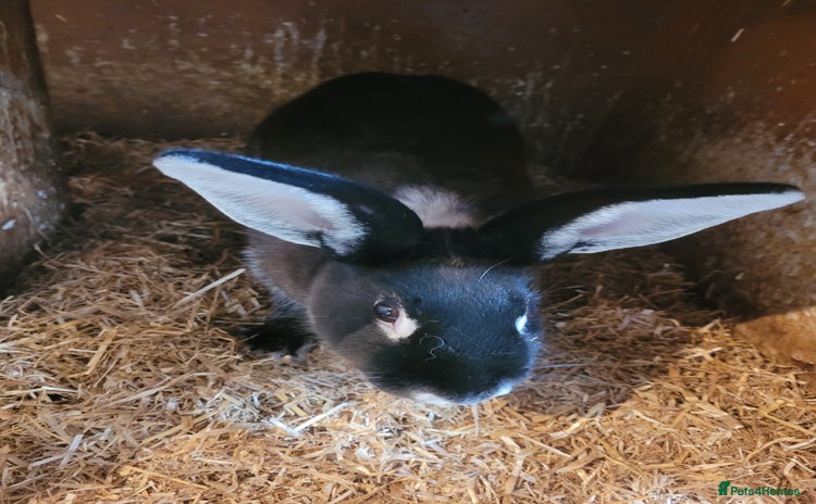 Belgian Hares rabbits - Advert 1