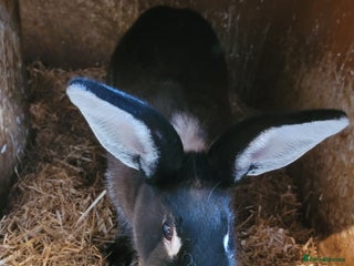 Belgian Hares rabbits - Advert 1