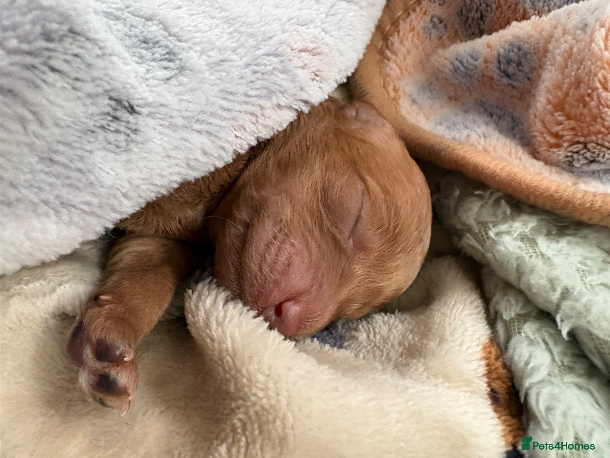 Miniature Poodle dogs for sale: Red Miniature poodle puppy’s 🐩🤍🐾 in Diss - Advert 4