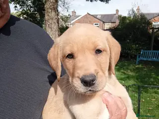 Labrador Retriever dogs Ready to go now Labrador pups for sale. - Advert 6