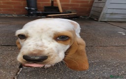 Basset Hound dogs for sale: Basset hound puppies  - Image 5