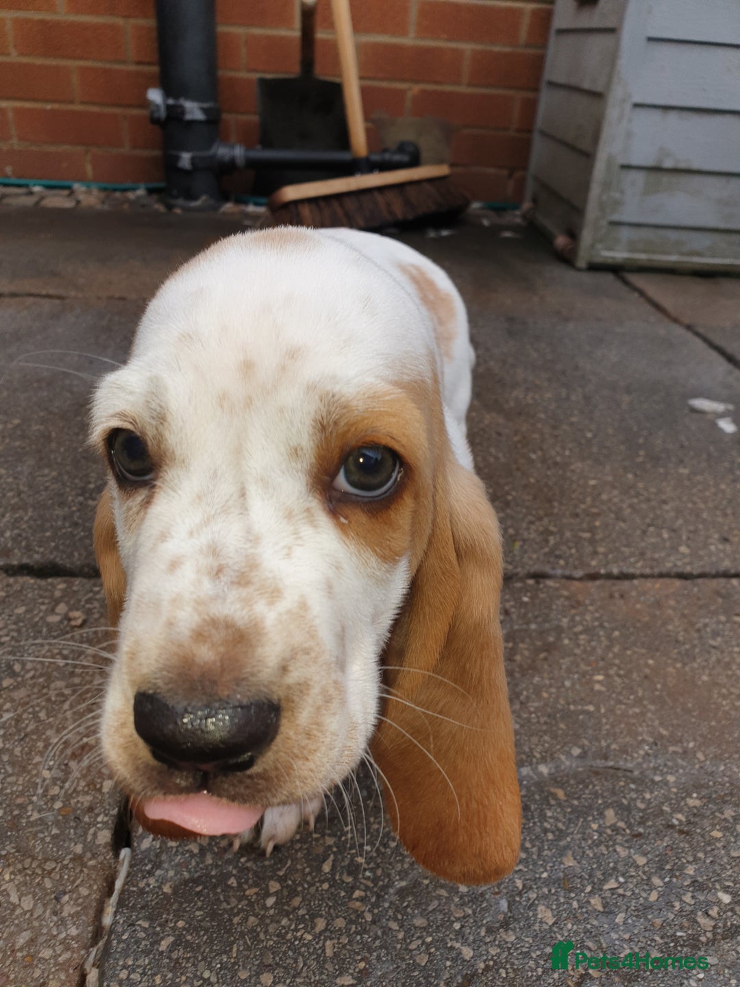 Basset Hound dogs for sale: Basset hound puppies  - Image 5