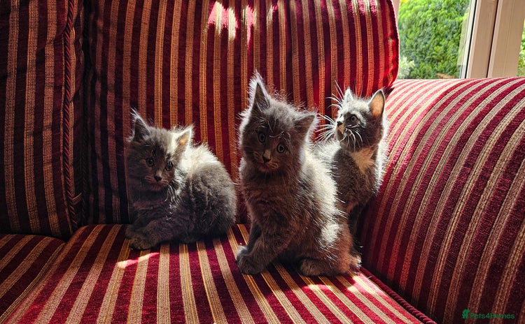Maine Coon cats - Advert 2