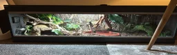Python Snake reptiles for sale: Female python and vivarium  in Selby - Advert 2