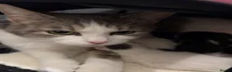 Domestic Shorthair cats for sale: Beautiful long haired tabby kittens  - Advert 3