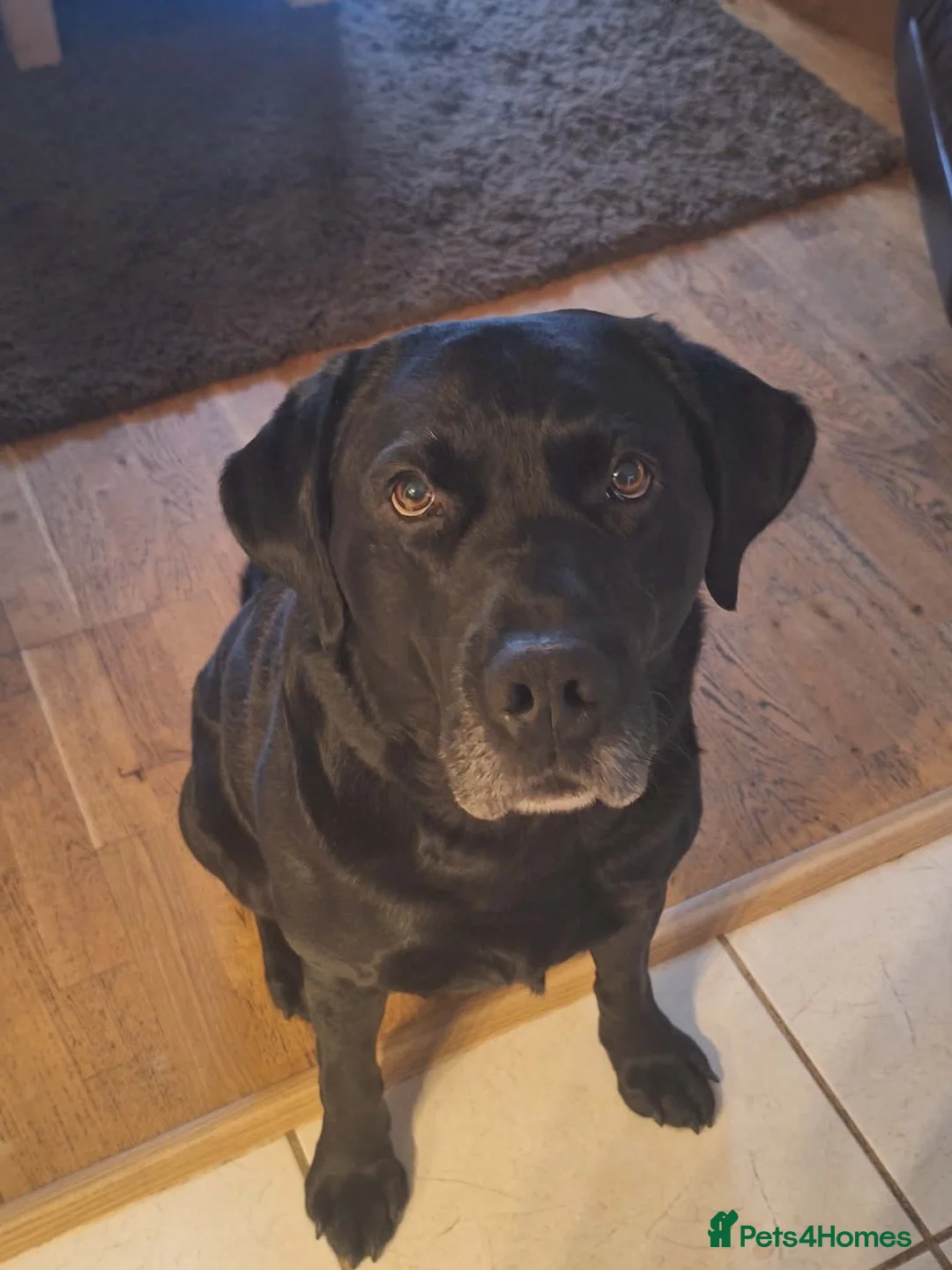 Springador dogs for sale: Female Springador Puppies - Advert 2