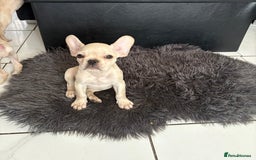 French Bulldog dogs for sale: 5 French bulldogs puppies ready to leave  - Image 4