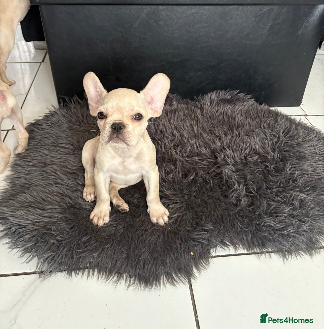 French Bulldog dogs for sale: 5 French bulldogs puppies ready to leave  - Image 4