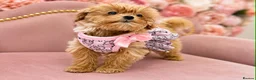 Maltipoo dogs for sale: 🥰 UNIQUE LOVE Tiny Asian Maltipoo 🥰 - Advert 3