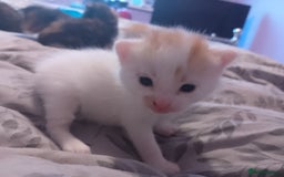 Mixed Breed cats for sale: Black and white kitten - Image 12