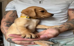 Labrador Retriever dogs for sale: Female Yellow Labrador Puppy  - Image 6