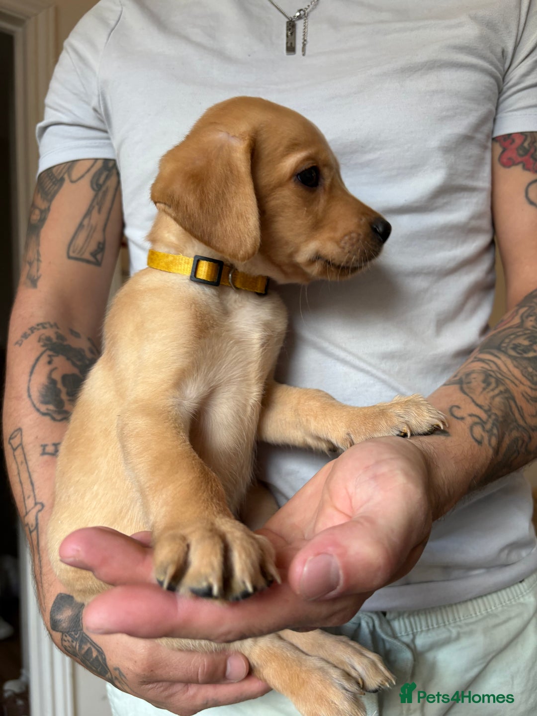 Labrador Retriever dogs for sale: Female Yellow Labrador Puppy  - Image 6