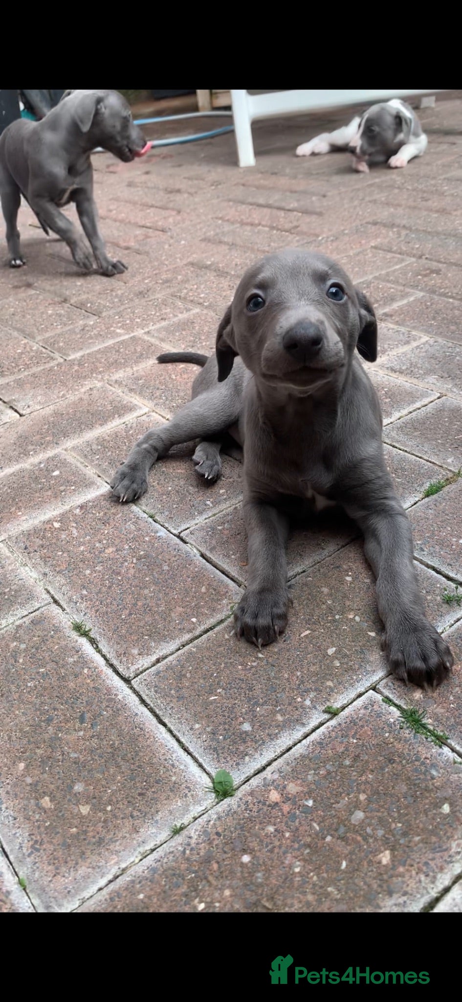 Whippet dogs Blue Kennel Club Registered Whippet pups - Advert 1