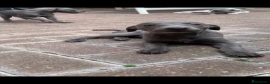 Whippet Puppy 5
