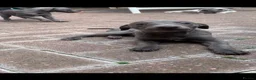 Whippet dogs for sale: Blue Kennel Club Registered Whippet pups - Advert 1