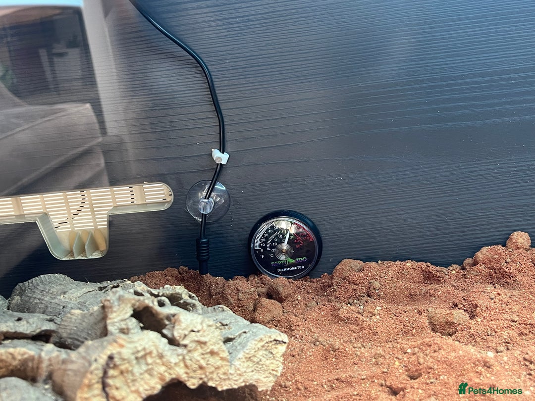 Bearded Dragon reptiles for sale: Baby blood red bearded dragon  - Advert 5