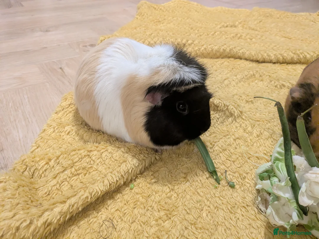Guinea Pig rodents for sale: Guinea pigs bonded girls - Advert 2