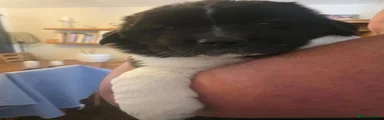 Mixed Breed 3