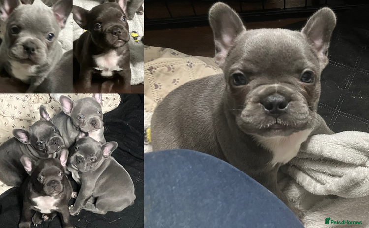 French Bulldog dogs - Advert 11