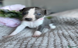 Whippet dogs for sale: 🏆KC Whippet Puppies - Gentle, Elegant & Loving🏆 - Image 12