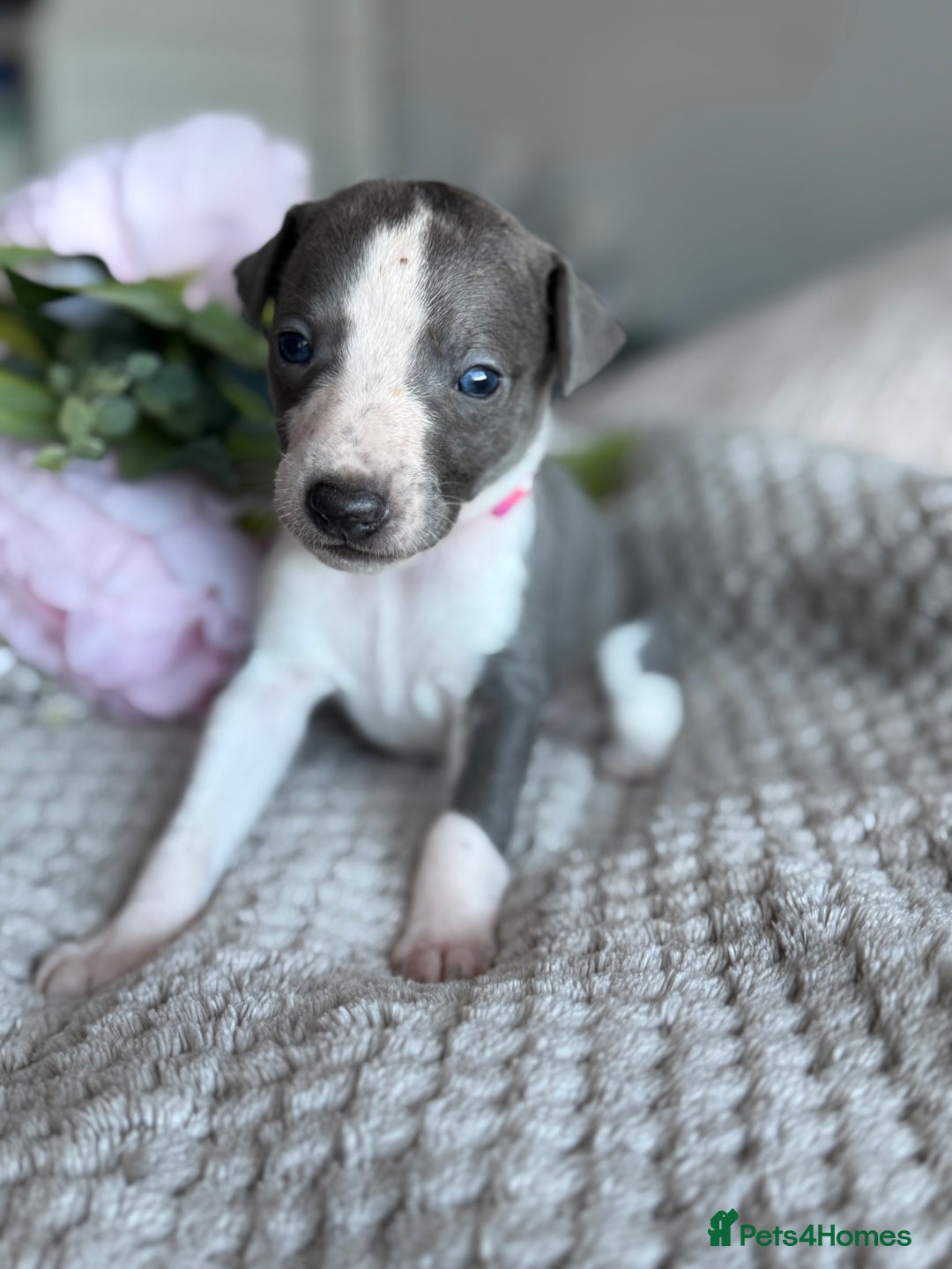 Whippet dogs for sale: 🏆KC Whippet Puppies - Gentle, Elegant & Loving🏆 - Image 12