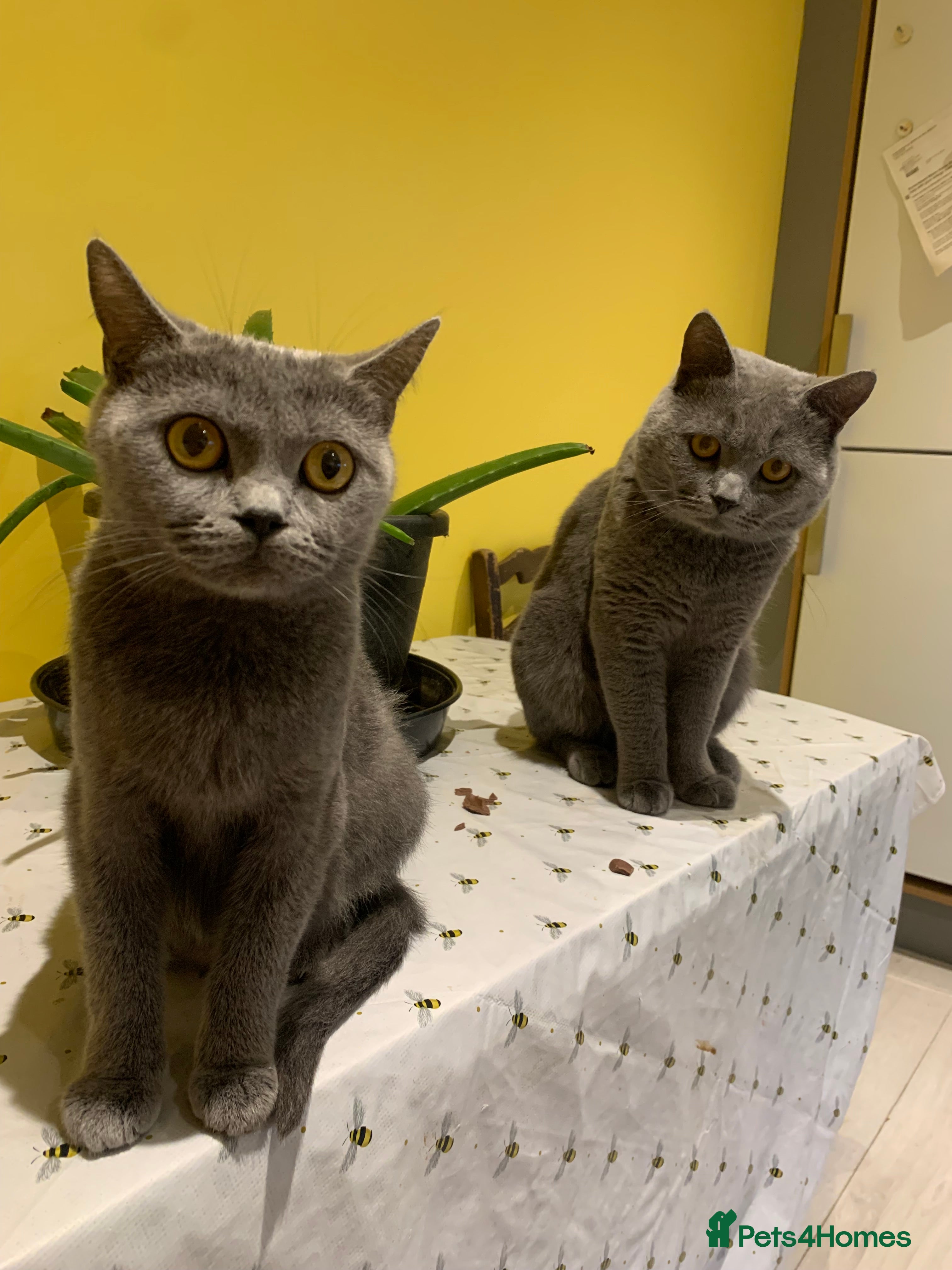 British Shorthair cats British shorthair - Advert 1