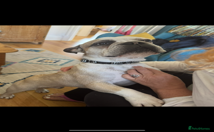 French Bulldog dogs - Advert 1