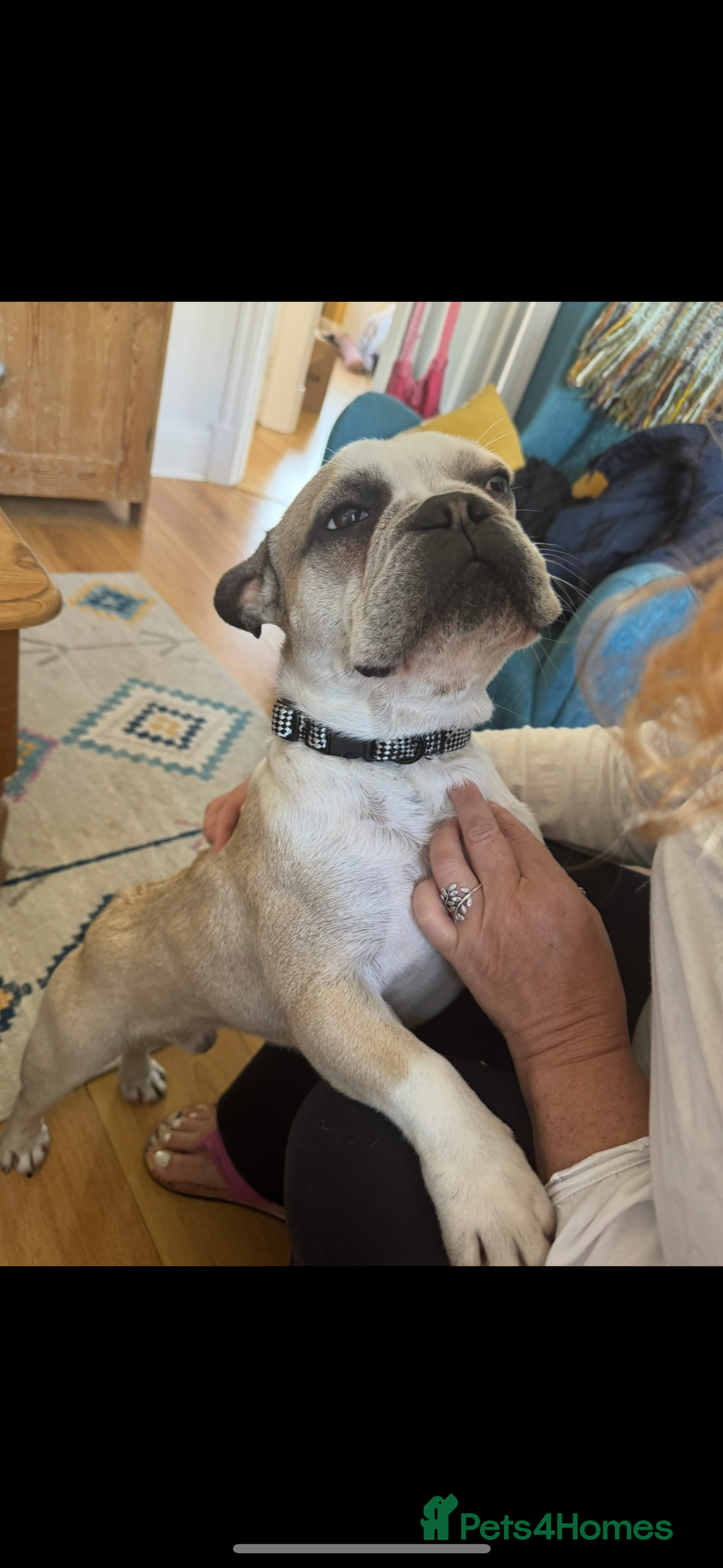 French Bulldog dogs for sale: Male French Bulldog looking for new home - Image 1