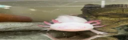 Axolotl reptiles for sale: Adult albino female axolotl for good home - Advert 1