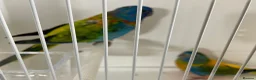 Parakeets birds for sale: Proven pair of Splendids - Advert 4