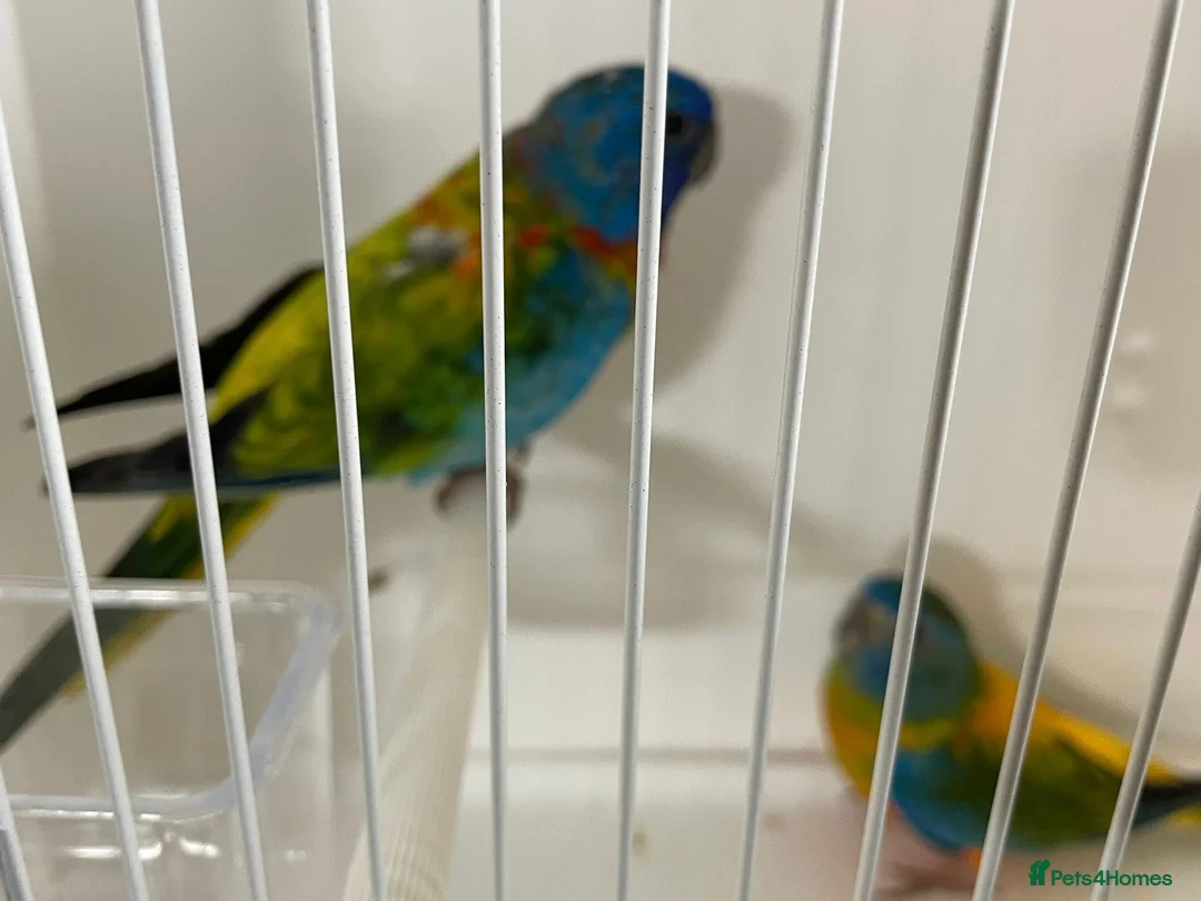 Parakeets birds for sale: Proven pair of Splendids - Advert 4