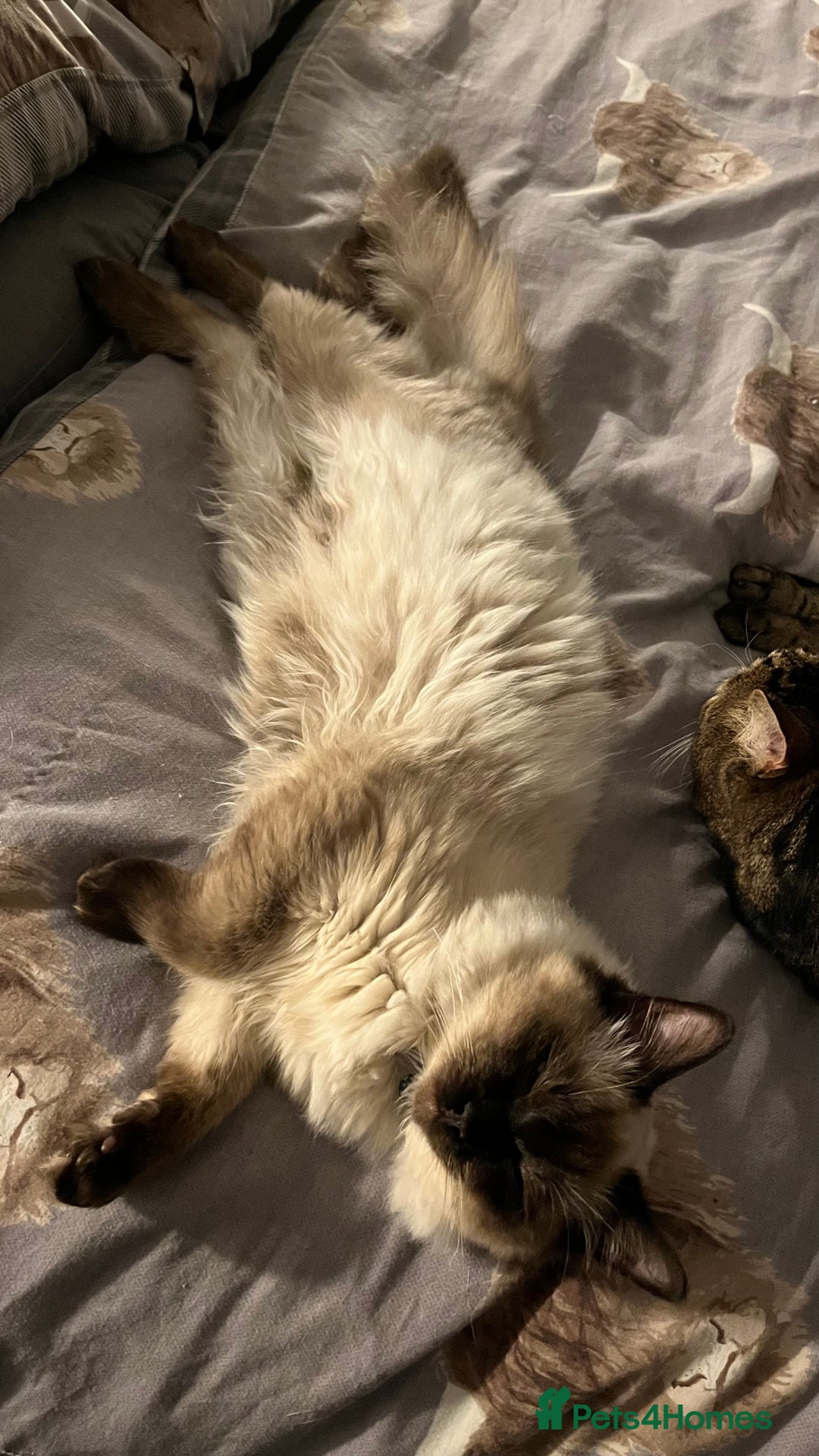 Ragdoll cats for sale: 6 Month Old Ragdoll Boy - Image 5