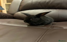 Mixed Breed rabbits for sale: Bunnies rabbits for sale - Image 1