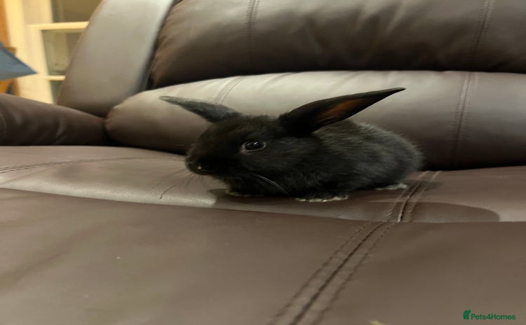 Mixed Breed rabbits - Advert 1